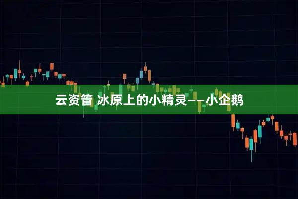 云资管 冰原上的小精灵——小企鹅